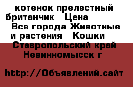 котенок прелестный британчик › Цена ­ 12 000 - Все города Животные и растения » Кошки   . Ставропольский край,Невинномысск г.